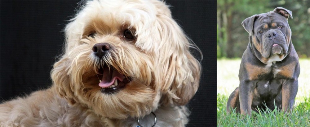 Olde English Bulldogge vs Lhasapoo - Breed Comparison