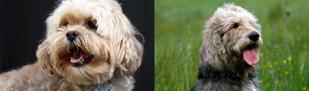 Otterhound vs Lhasapoo - Breed Comparison
