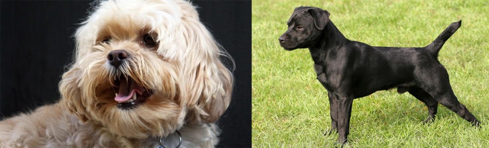 Patterdale Terrier vs Lhasapoo - Breed Comparison