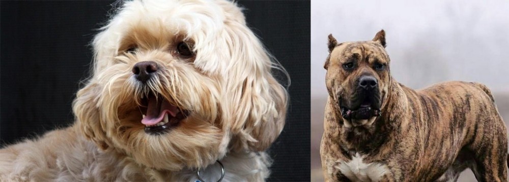 Perro de Presa Canario vs Lhasapoo - Breed Comparison