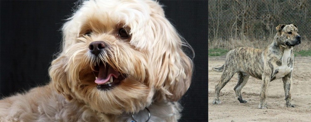 Perro de Presa Mallorquin vs Lhasapoo - Breed Comparison