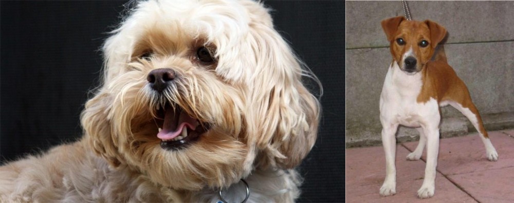 Plummer Terrier vs Lhasapoo - Breed Comparison