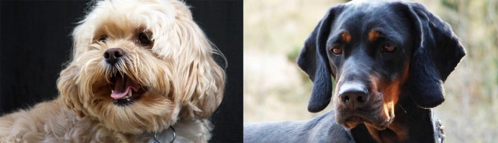 Polish Hunting Dog vs Lhasapoo - Breed Comparison