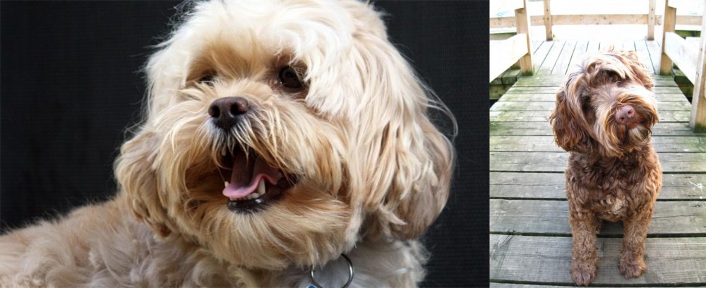 Portuguese Water Dog vs Lhasapoo - Breed Comparison
