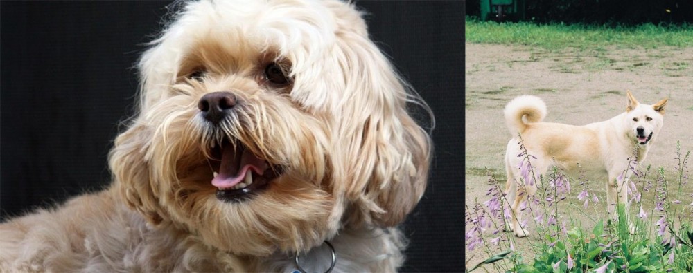 Pungsan Dog vs Lhasapoo - Breed Comparison