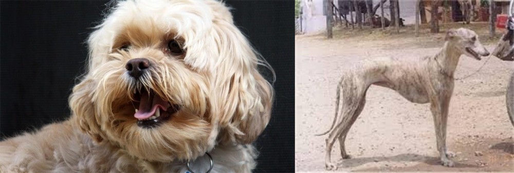 Rampur Greyhound vs Lhasapoo - Breed Comparison