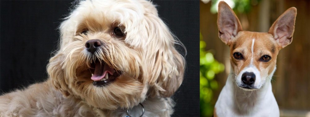 Rat Terrier vs Lhasapoo - Breed Comparison