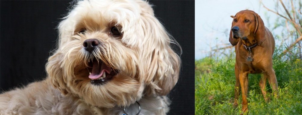 Redbone Coonhound vs Lhasapoo - Breed Comparison