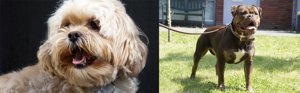 Renascence Bulldogge vs Lhasapoo - Breed Comparison