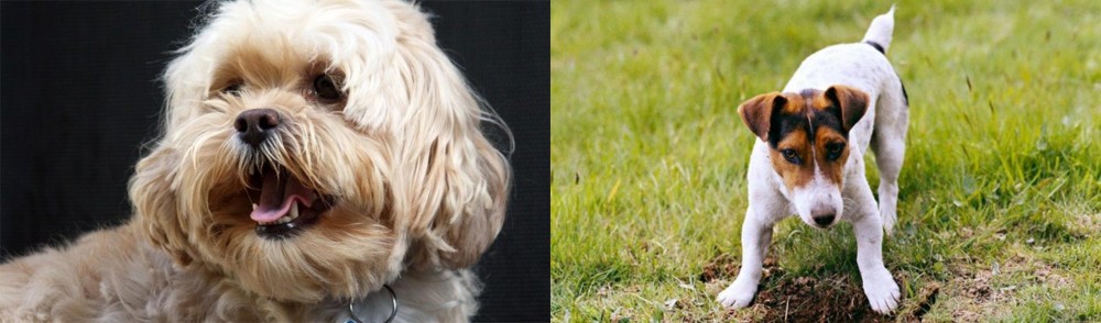 Russell Terrier vs Lhasapoo - Breed Comparison