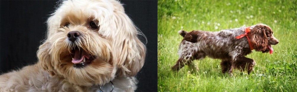 Russian Spaniel vs Lhasapoo - Breed Comparison