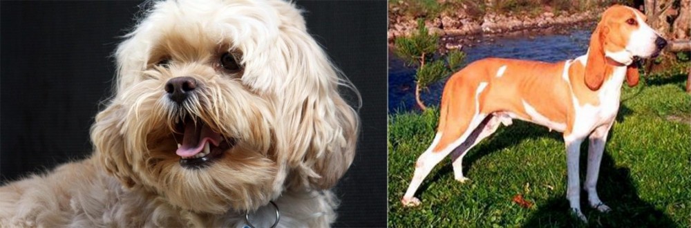 Schweizer Laufhund vs Lhasapoo - Breed Comparison