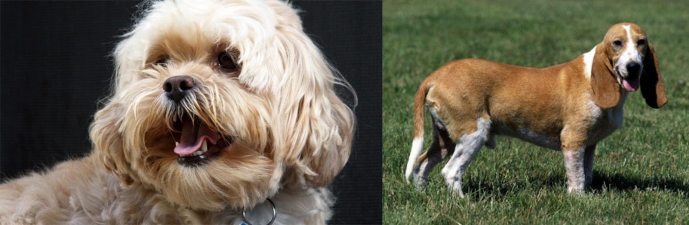 Schweizer Niederlaufhund vs Lhasapoo - Breed Comparison