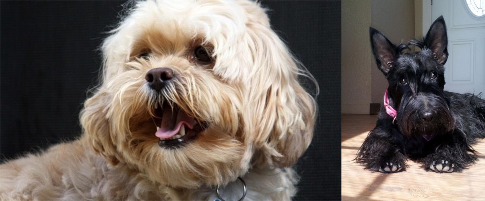 Scottish Terrier vs Lhasapoo - Breed Comparison