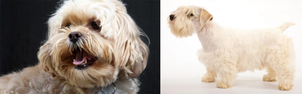 Sealyham Terrier vs Lhasapoo - Breed Comparison