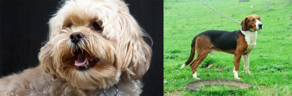 Serbian Tricolour Hound vs Lhasapoo - Breed Comparison