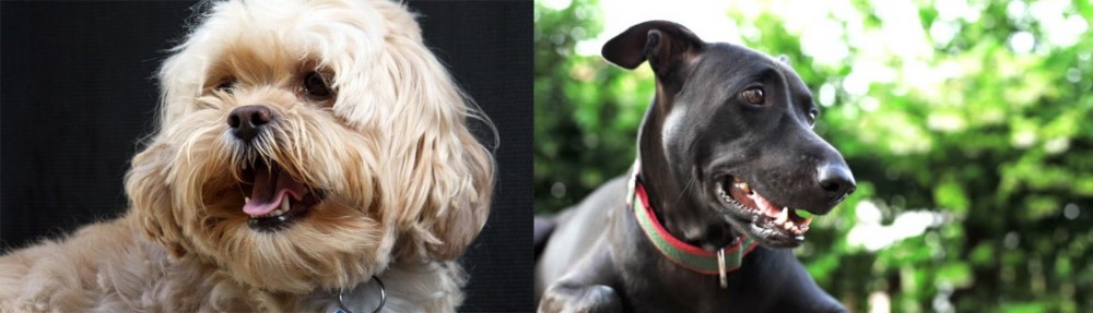 Shepard Labrador vs Lhasapoo - Breed Comparison