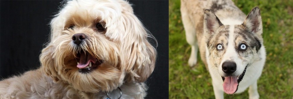 Shepherd Husky vs Lhasapoo - Breed Comparison