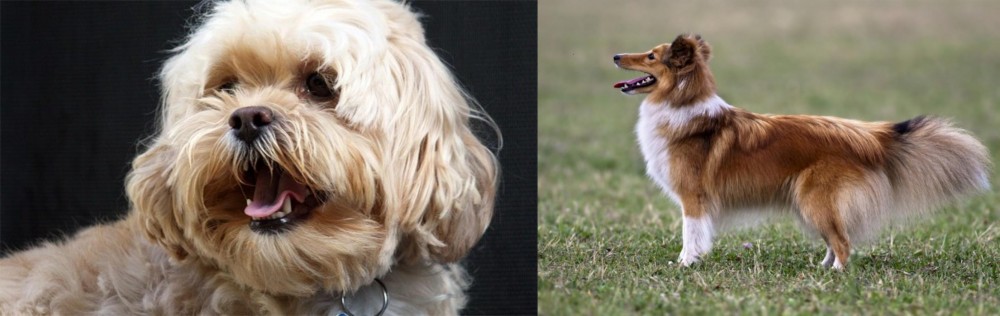 Shetland Sheepdog vs Lhasapoo - Breed Comparison