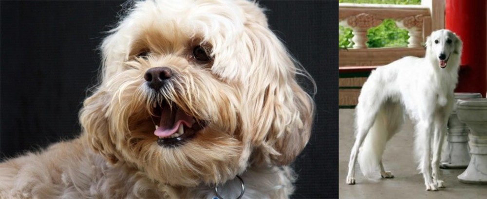 Silken Windhound vs Lhasapoo - Breed Comparison