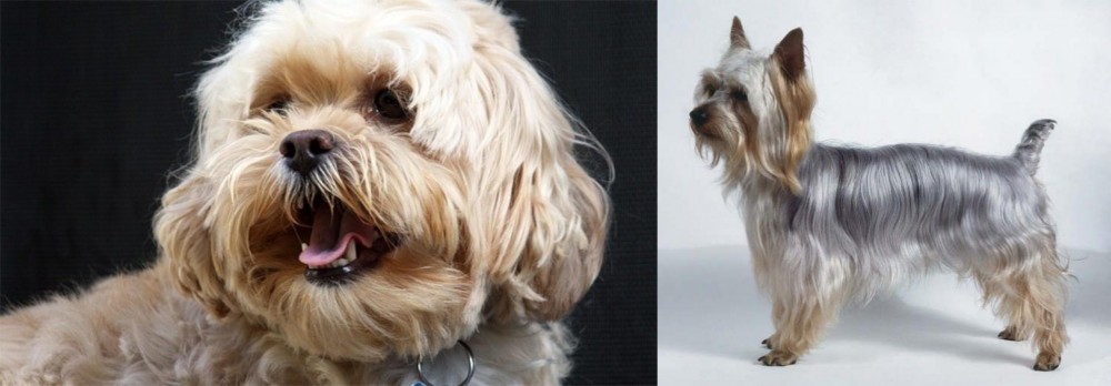 Silky Terrier vs Lhasapoo - Breed Comparison
