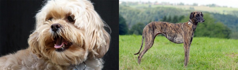 Sloughi vs Lhasapoo - Breed Comparison