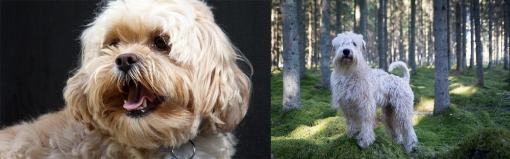 Soft-Coated Wheaten Terrier vs Lhasapoo - Breed Comparison