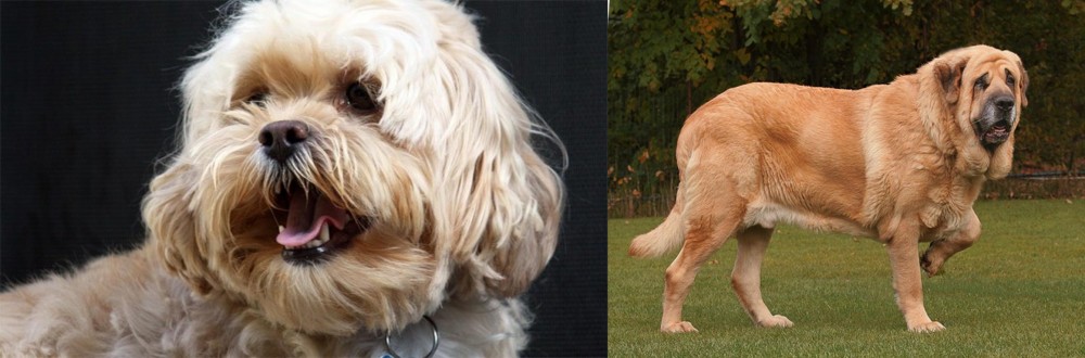 Spanish Mastiff vs Lhasapoo - Breed Comparison