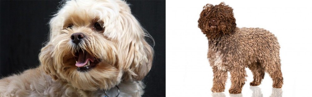 Spanish Water Dog vs Lhasapoo - Breed Comparison