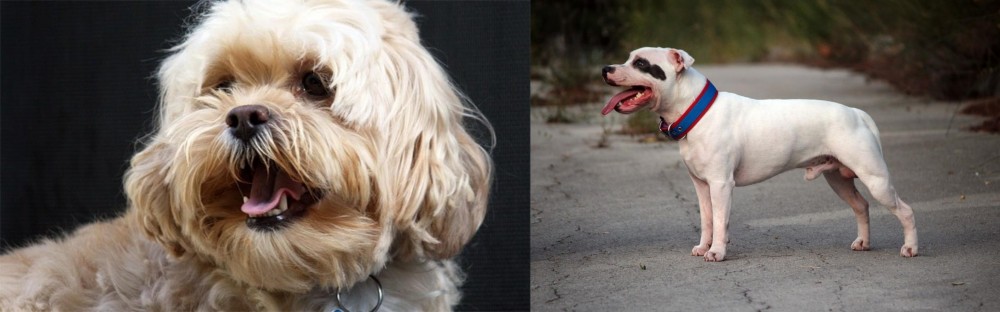 Staffordshire Bull Terrier vs Lhasapoo - Breed Comparison