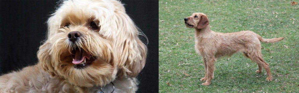 Styrian Coarse Haired Hound vs Lhasapoo - Breed Comparison