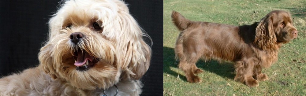Sussex Spaniel vs Lhasapoo - Breed Comparison