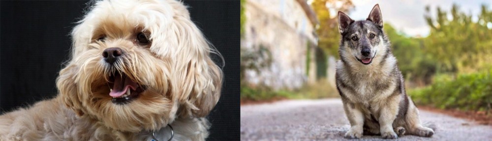 Swedish Vallhund vs Lhasapoo - Breed Comparison