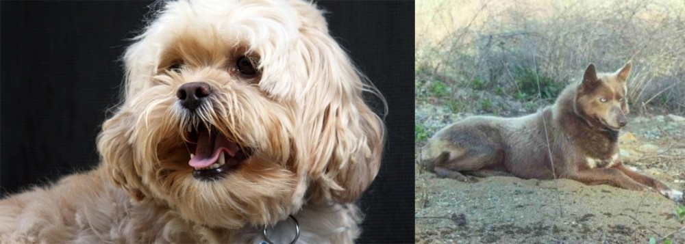 Tahltan Bear Dog vs Lhasapoo - Breed Comparison
