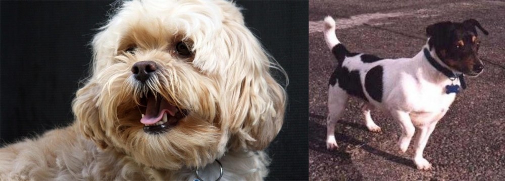 Teddy Roosevelt Terrier vs Lhasapoo - Breed Comparison