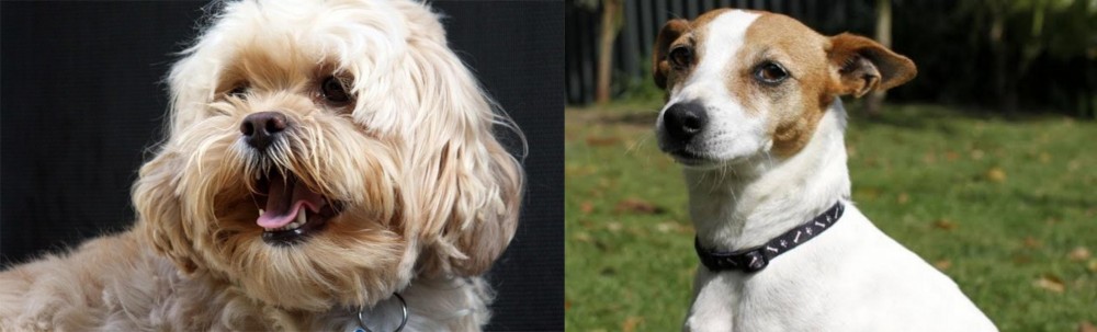 Tenterfield Terrier vs Lhasapoo - Breed Comparison