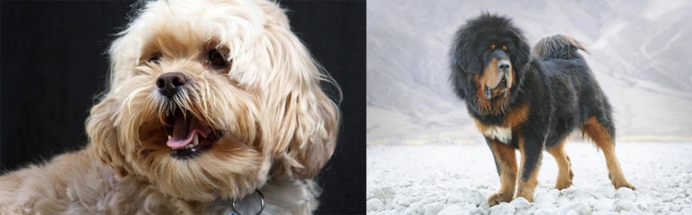 Tibetan Mastiff vs Lhasapoo - Breed Comparison