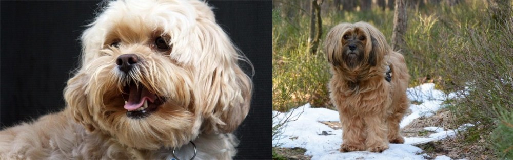 Tibetan Terrier vs Lhasapoo - Breed Comparison