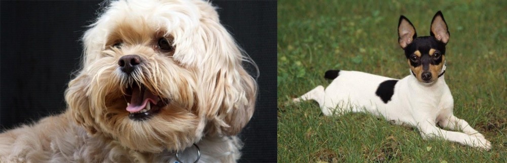 Toy Fox Terrier vs Lhasapoo - Breed Comparison
