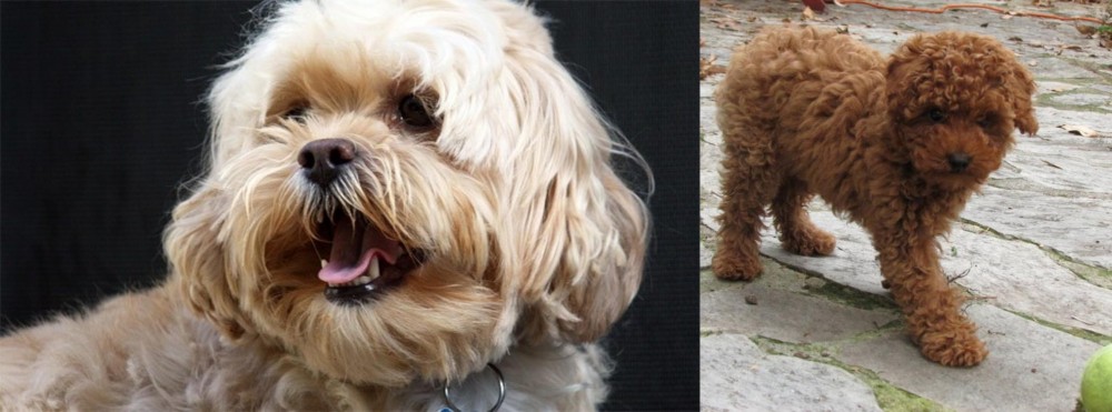 Toy Poodle vs Lhasapoo - Breed Comparison