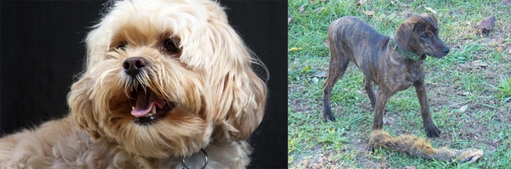 Treeing Cur vs Lhasapoo - Breed Comparison