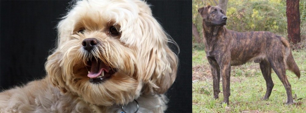 Treeing Tennessee Brindle vs Lhasapoo - Breed Comparison