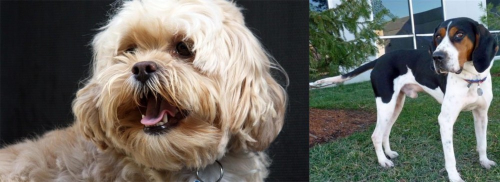 Treeing Walker Coonhound vs Lhasapoo - Breed Comparison