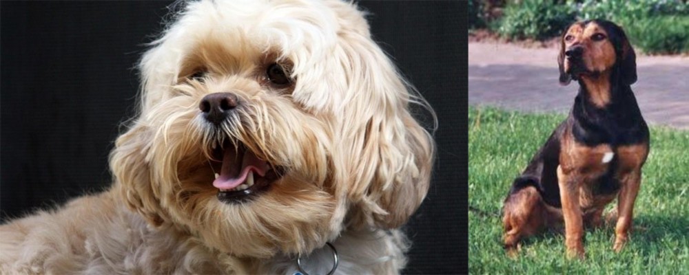 Tyrolean Hound vs Lhasapoo - Breed Comparison