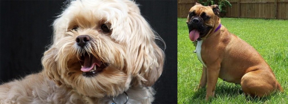 Valley Bulldog vs Lhasapoo - Breed Comparison