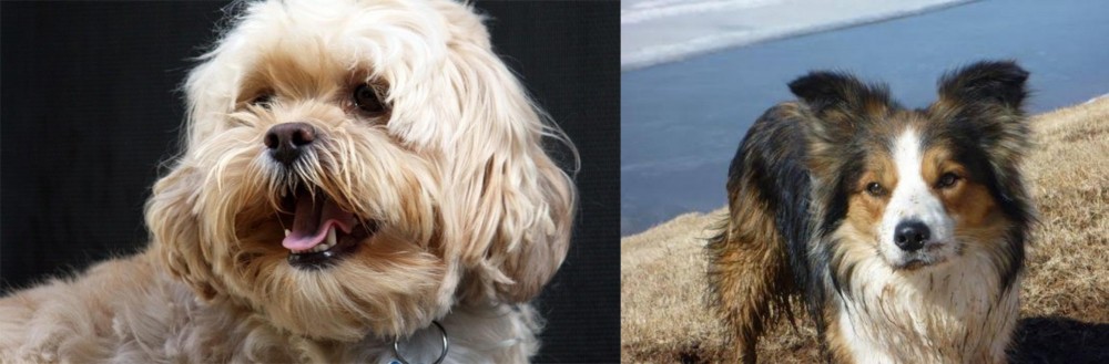 Welsh Sheepdog vs Lhasapoo - Breed Comparison