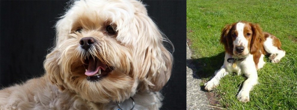 Welsh Springer Spaniel vs Lhasapoo - Breed Comparison