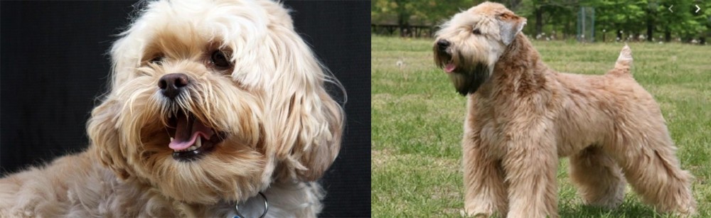 Wheaten Terrier vs Lhasapoo - Breed Comparison