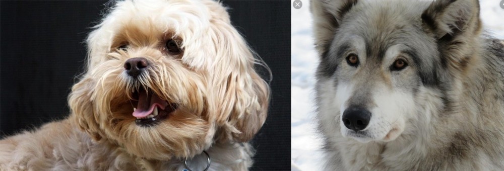 Wolfdog vs Lhasapoo - Breed Comparison