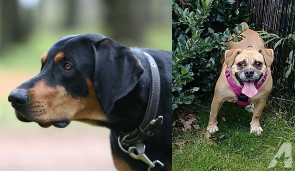 Beabull vs Lithuanian Hound - Breed Comparison
